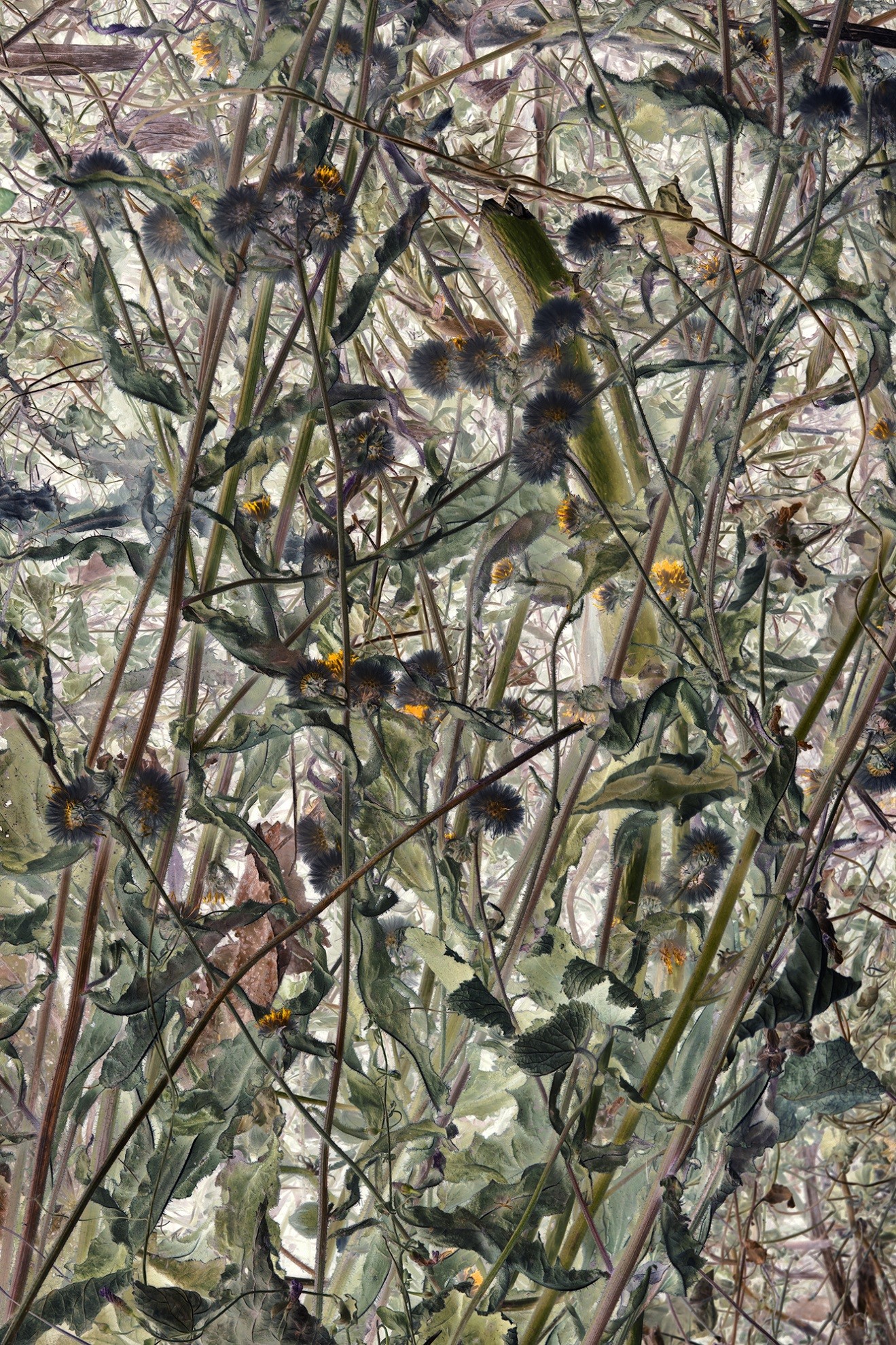 Compost 19 Juillet - 2