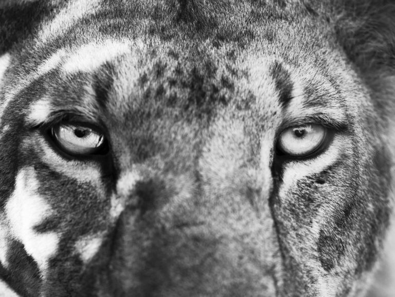 Wild World