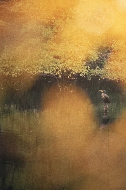 Mineko Orisaku Mensya Bird Cormorant Gold Gadcollection