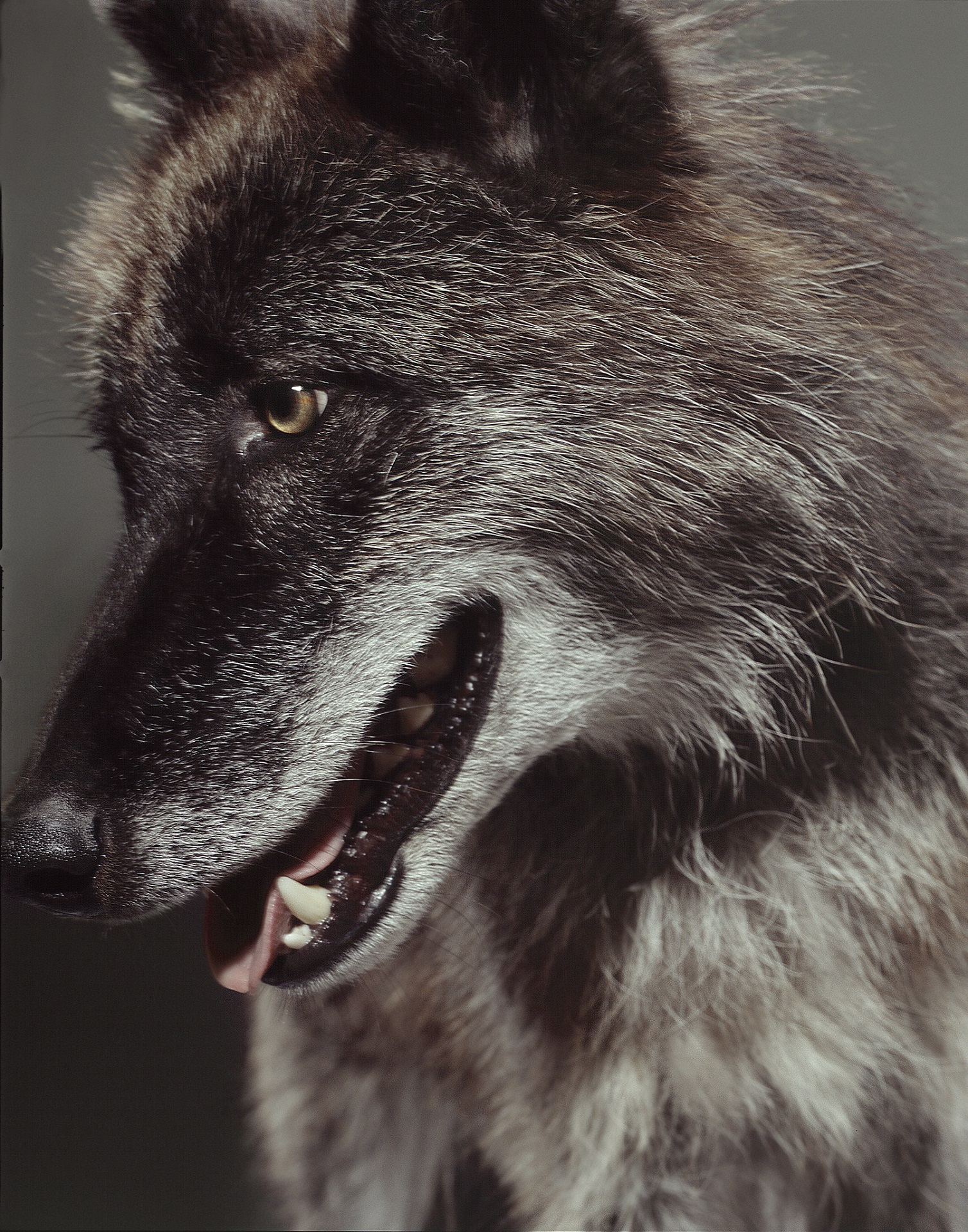 Wolf Klinko Gadcollection